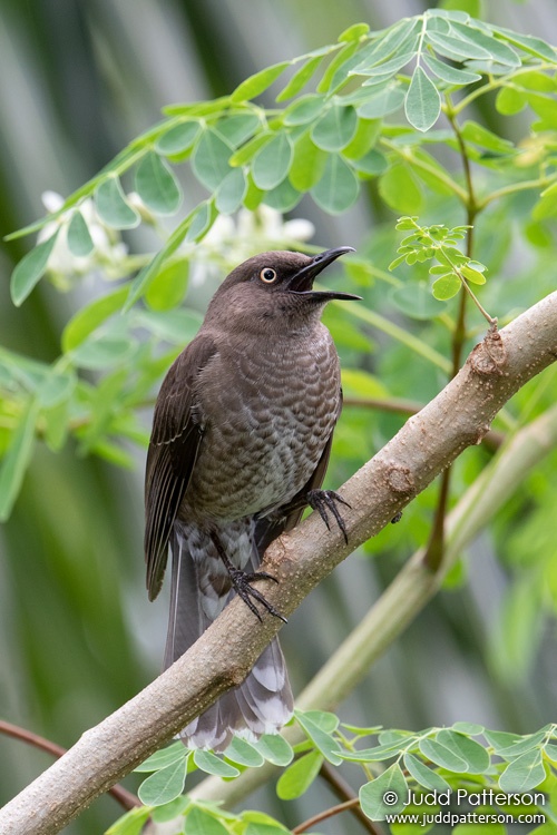 Scaly-breasted Thrasher, Congo Valley, Saint Vincent and the Grenadines
